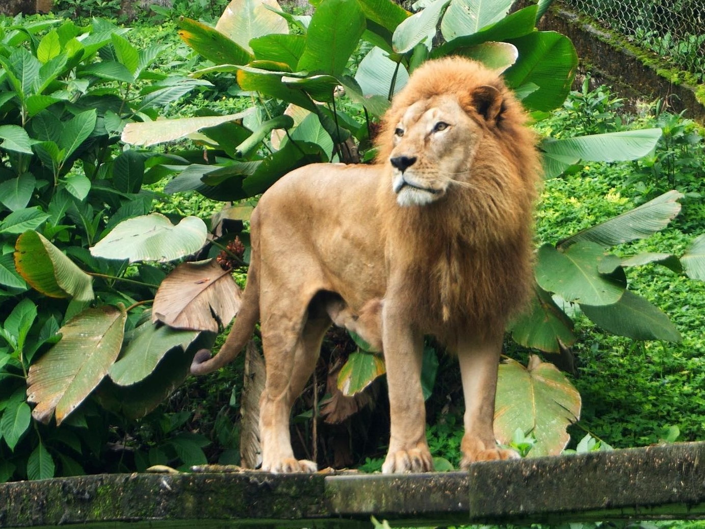 ZOOREFUGIO TARQUI-ANIMALES-G-1